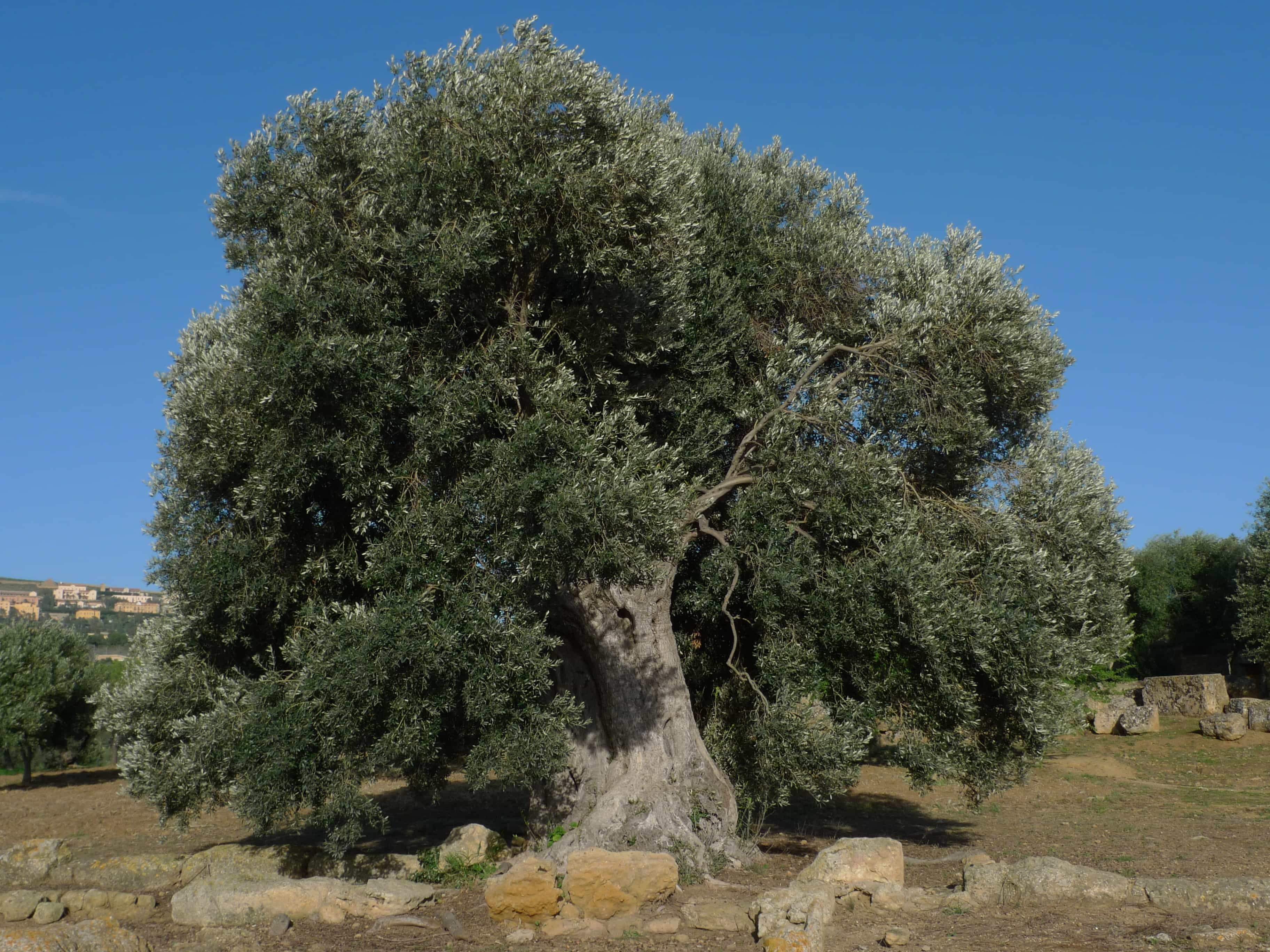 alberi di ulivo